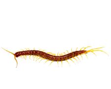 Bark Beetle - Pestipedia