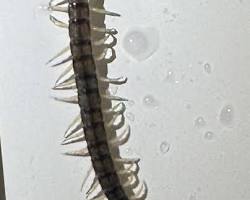 Bark Centipede - Pestipedia