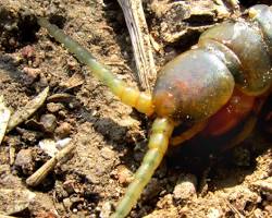 Barkfly - Pestipedia