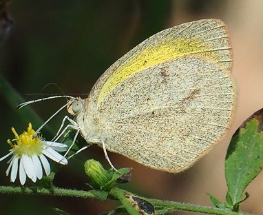 Barred Yellow Butterfly resting on flower