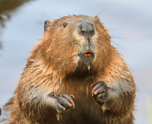 Beaver - Pestipedia