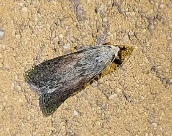 Bee Moth or Wax Moth