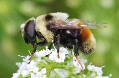 Yellow Fronted Flower Fly hovering