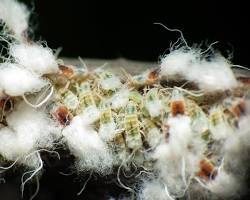 Beech Blight Aphid colony on beech branch