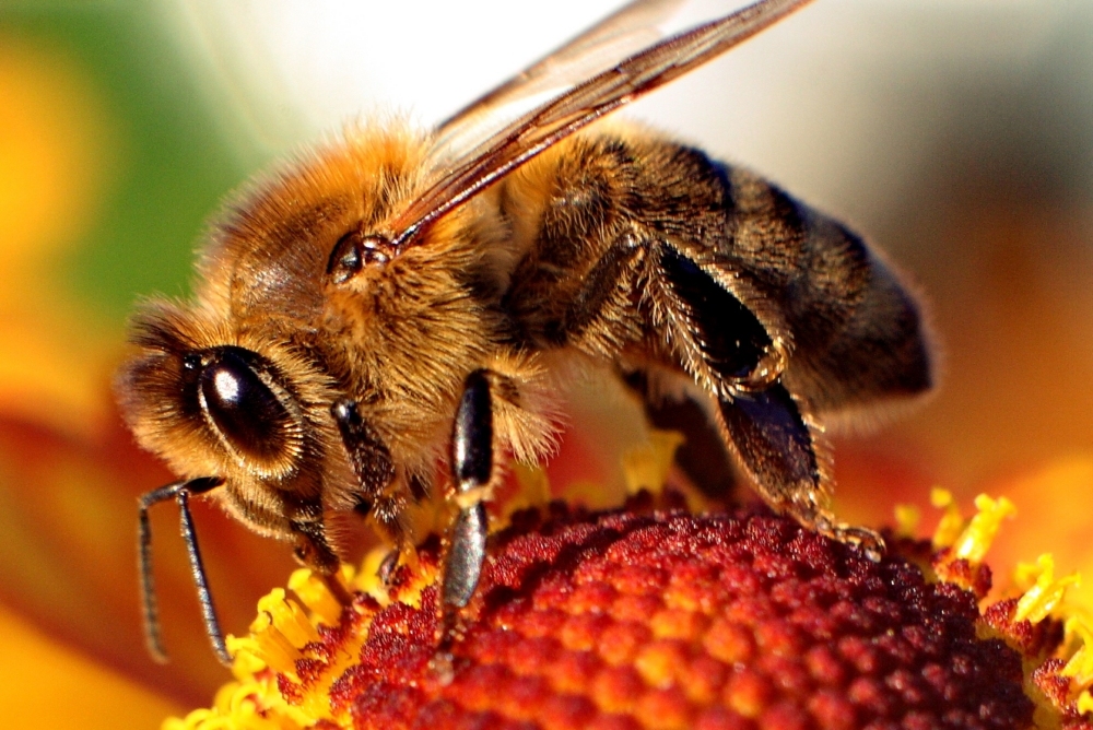 Bees - Pestipedia
