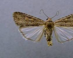 Beet Armyworm Moth