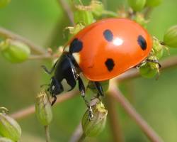 Beetles - Pestipedia