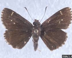 Bell's Roadside Skipper butterfly