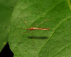 Stilt Bug