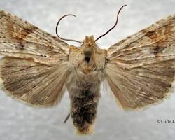 Bethune's Pinion Moth resting on tree bark