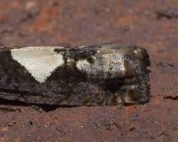Bidens Borer Moth resting on vegetation