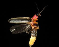 Big Dipper Firefly glowing at night