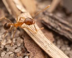 Big-headed ant soldier and worker ants near colony entrance