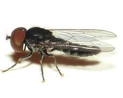 Big-headed fly resting on grass blade in garden habitat