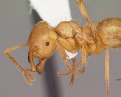 Bigger Yellow Ant Citronella - Pestipedia