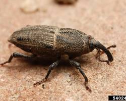 Billbug Bluegrass Billbug - Pestipedia