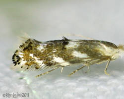 Birch skeletonizer moth