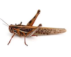 American Bird Grasshopper resting on green vegetation