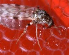 Biting Midge No-See-Um