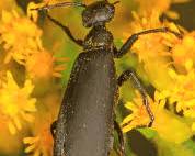 Black Blister Beetle on plant foliage