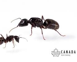Black Carpenter Ant worker