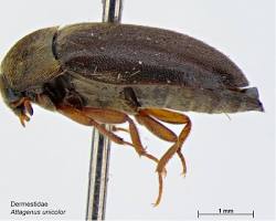 Black Carpet Beetles - Pestipedia
