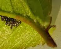 Black Cherry Aphids clustered on cherry leaf stem