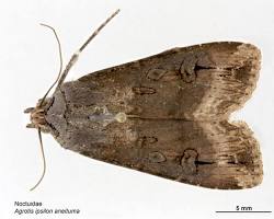 Black Cutworm Moth resting on plant stem