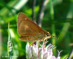 Black Dash Butterfly resting on grass flower