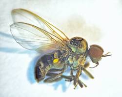 Black fly resting on leaf near stream habitat