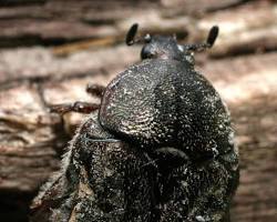 Black Flower Beetle feeding on garden flower