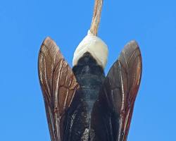 Black Giant Horse Fly resting on vegetation near wetland habitat