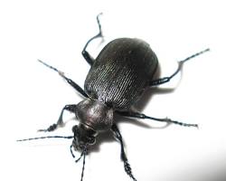 Black Ground Beetle crawling across soil in garden habitat
