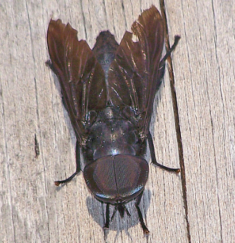 Black Horse Fly resting on grass near wetland habitat