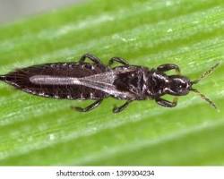 Black Hunter Thrips on leaf surface hunting aphids