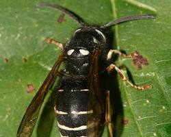 Black Jacket Wasp on nest surface