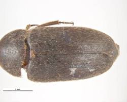 Black Larder Beetle on wooden surface