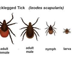 Black Legged Tick