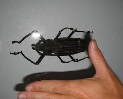 Black Longhorned Beetle