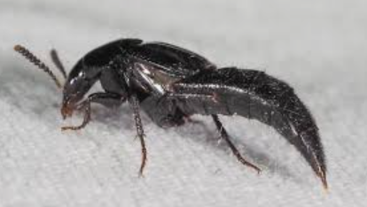 Black Lordithon Staphylinid Beetle