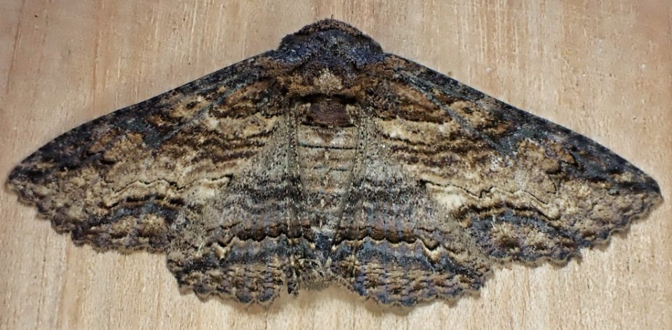 Black Lunate Zale Moth