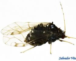 Black Pecan Aphid - Pestipedia