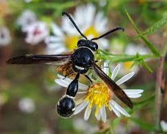 Black Potter Wasp building mud nest