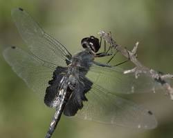 Black Saddlebags Dragonfly