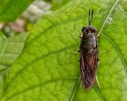 Black Soldier Fly