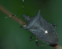 Black Stink Bug on green leaf