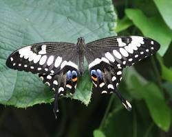 Black Swallowtail Butterfly -Pestipedia