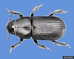 Black Turpentine Beetle on pine bark