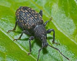 Black Vine Weevil - Pestipedia