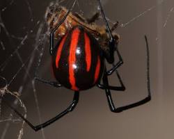 Southern Black Widow Spider - Pestipedia